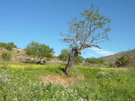 A little snap taken on a rambla walk near our casa.