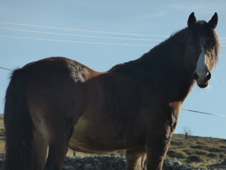 The source of great potatoes, our neighbourly horse who lives next door.