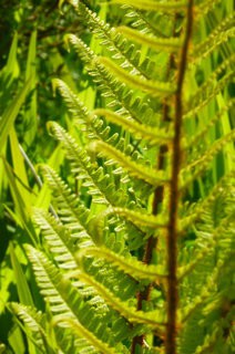 Pond ferns