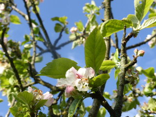 Plum blossom going strong.  Last year we had a festival of plums.  This year will be more like a quiet get-together.  
