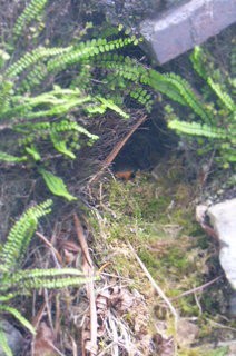 Mrs Robin keeping an eye on us.