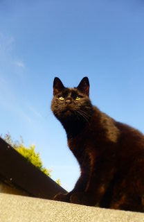 Cosmos - The new cat on the scene