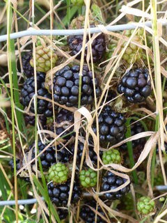 Beach House Blackberries 