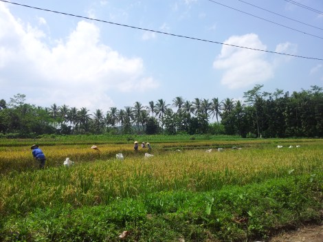 This southern area is known as the garden of Java. Incredibly fertile and beautiful, lush countryside
